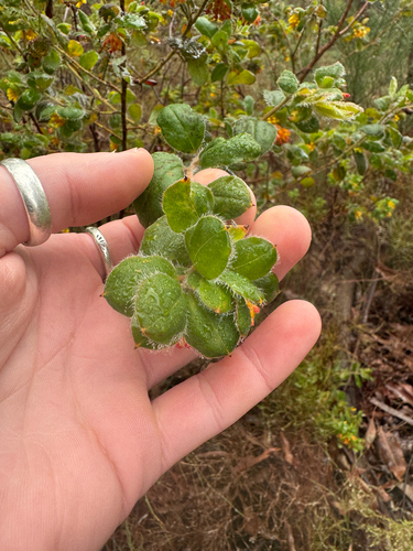 Grevillea pimeleoides, photograph 3