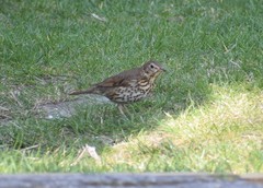 Turdus philomelos