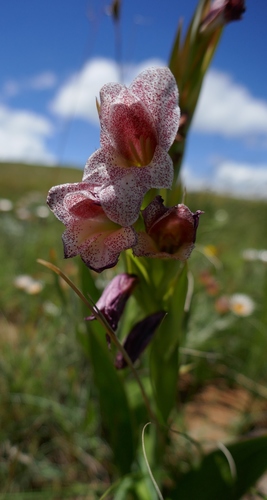 Image of Gladiolus ecklonii by (c) Suvarna Parbhoo Mohan, some rights reserved (CC BY-SA)