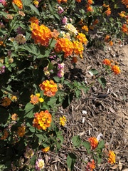 Lantana