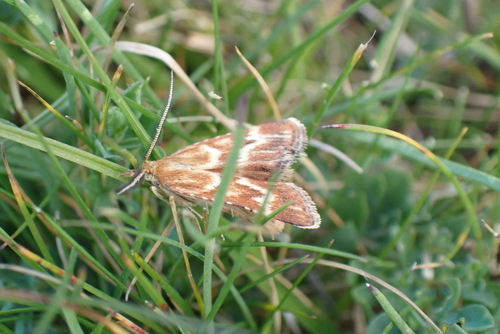 Synaphe moldavica