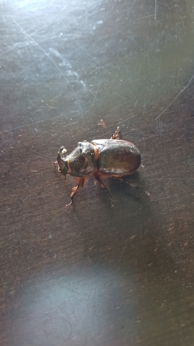 European Rhinoceros Beetle