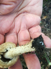 Lacrymaria asperospora