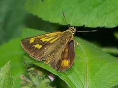Ampittia virgata