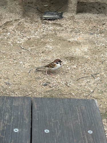 Eurasian Tree Sparrow