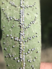 Euthoracaphis umbellulariae