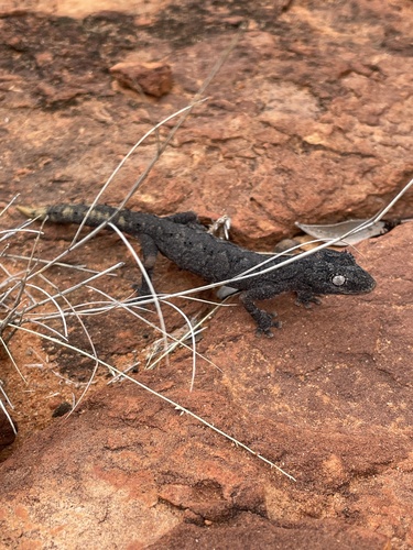 Northern Spiny-tailed Gecko