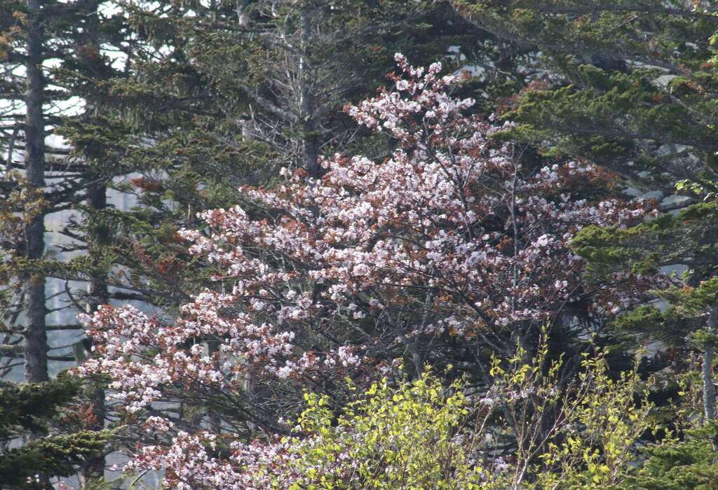 Prunus sargentii, Сахалинская обл., Россия