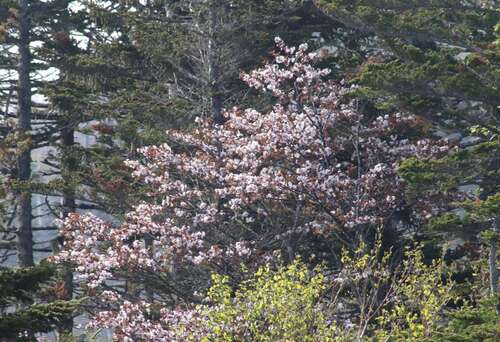 Prunus sargentii