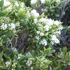 Leptecophylla parvifolia, photograph Luke Lythgoe, CC BY, iNaturalist via GBIF