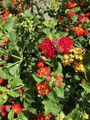 Lantana camara