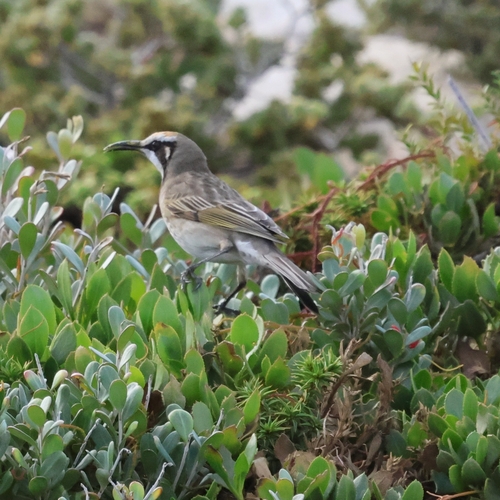 Tawny-crowned Honeyeater (Gliciphila melanops), photo 4