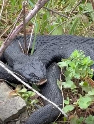Barred Grass Snake