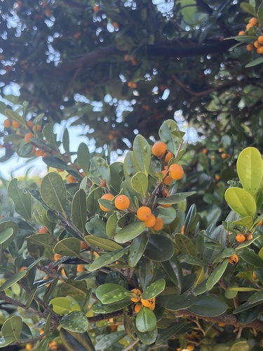 Diospyros ferrea observed 2026-07-06