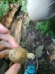 Lacrymaria asperospora