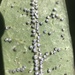 Euthoracaphis umbellulariae - Photo 由 Jennifer Rycenga 所上傳的 (c) Jennifer Rycenga，保留部份權利CC BY-NC