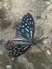 Hestina assimilis formosana