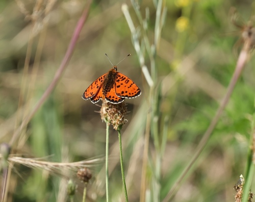 Spotted Fritillary