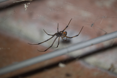 Latrodectus geometricus