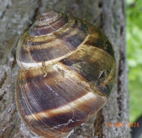 Turkish Snail