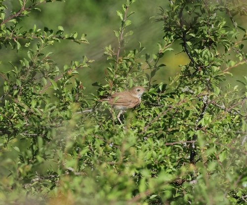 Common Nightingale