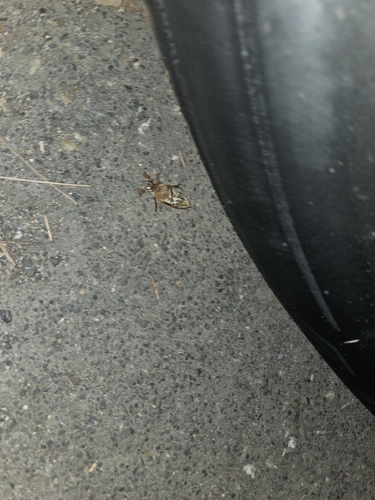 iNaturalist observation photo of Lined June Beetles