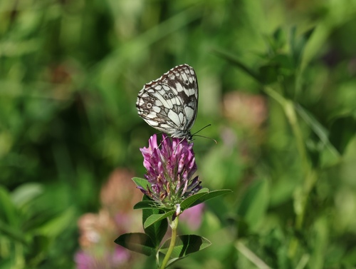Marbled White