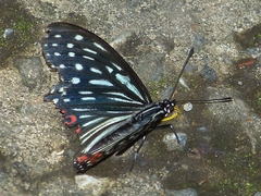 Hestina assimilis formosana