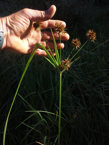 Cyperus congestus, photograph 3