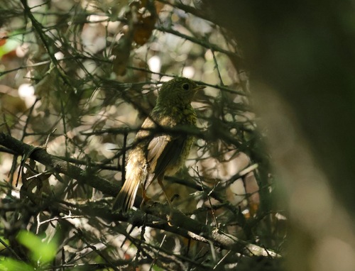 European Robin