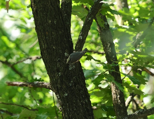 Eurasian Nuthatch