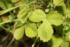 Potentilla sterilis, photograph author not stated, no rights reserved