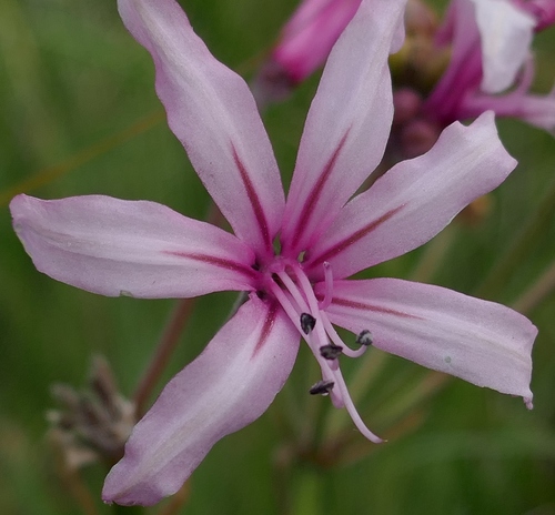 Nerine platypetala