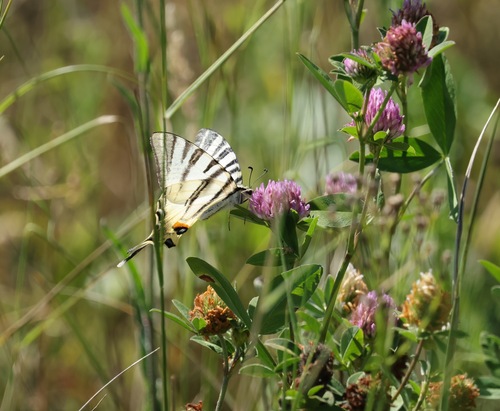 Scarce Swallowtail
