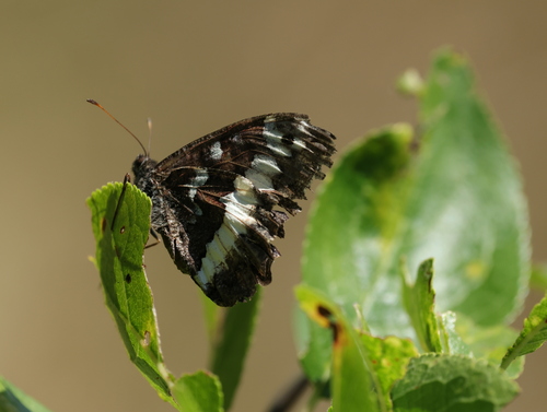 Great Banded Grayling