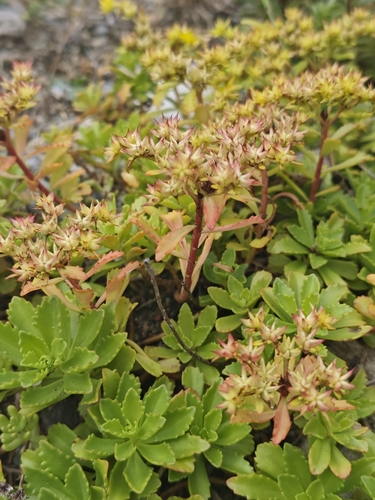 Phedimus kamtschaticus