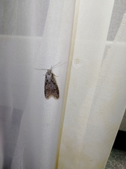 Semioscopis avellanella
