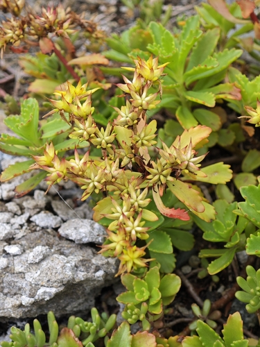 Phedimus kamtschaticus