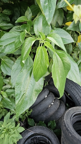 Pipturus arborescens observed 2026-07-06