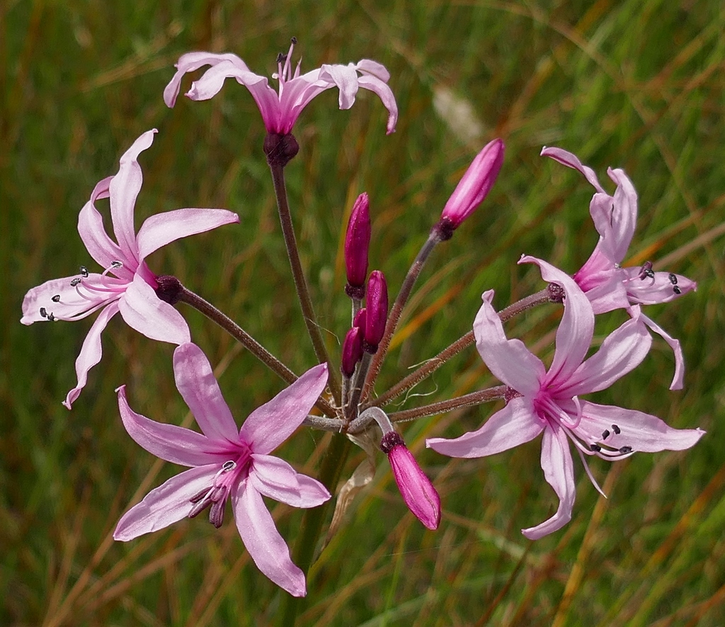 Nerine platypetala