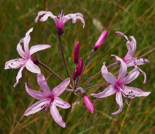 Nerine platypetala