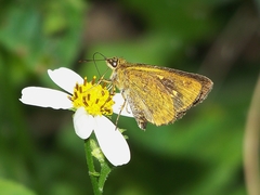 Ampittia virgata