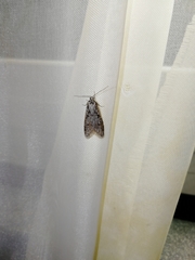 Semioscopis avellanella
