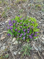 Viola ambigua