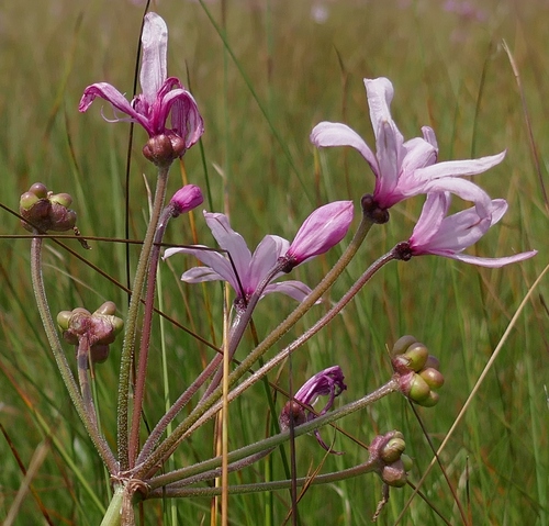 Nerine platypetala