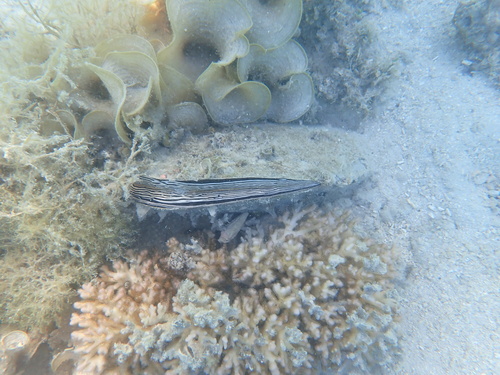 Atrina vexillum observed 2026-07-06