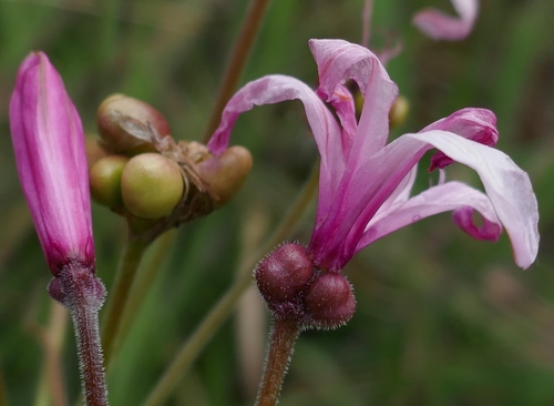 Nerine platypetala
