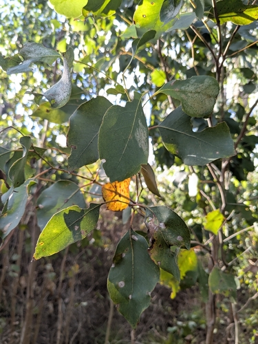 Eucalyptus ovata