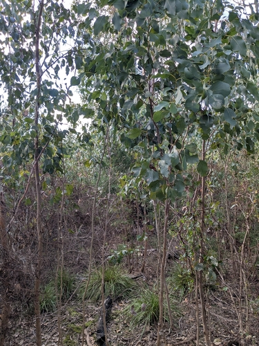 Eucalyptus ovata, photograph 2