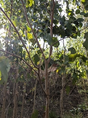 Eucalyptus ovata, photograph (c) Luke Lythgoe, some rights reserved (CC BY)